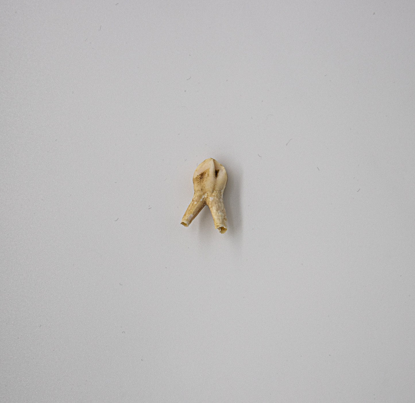18th Century Pig Premolar Tooth 030