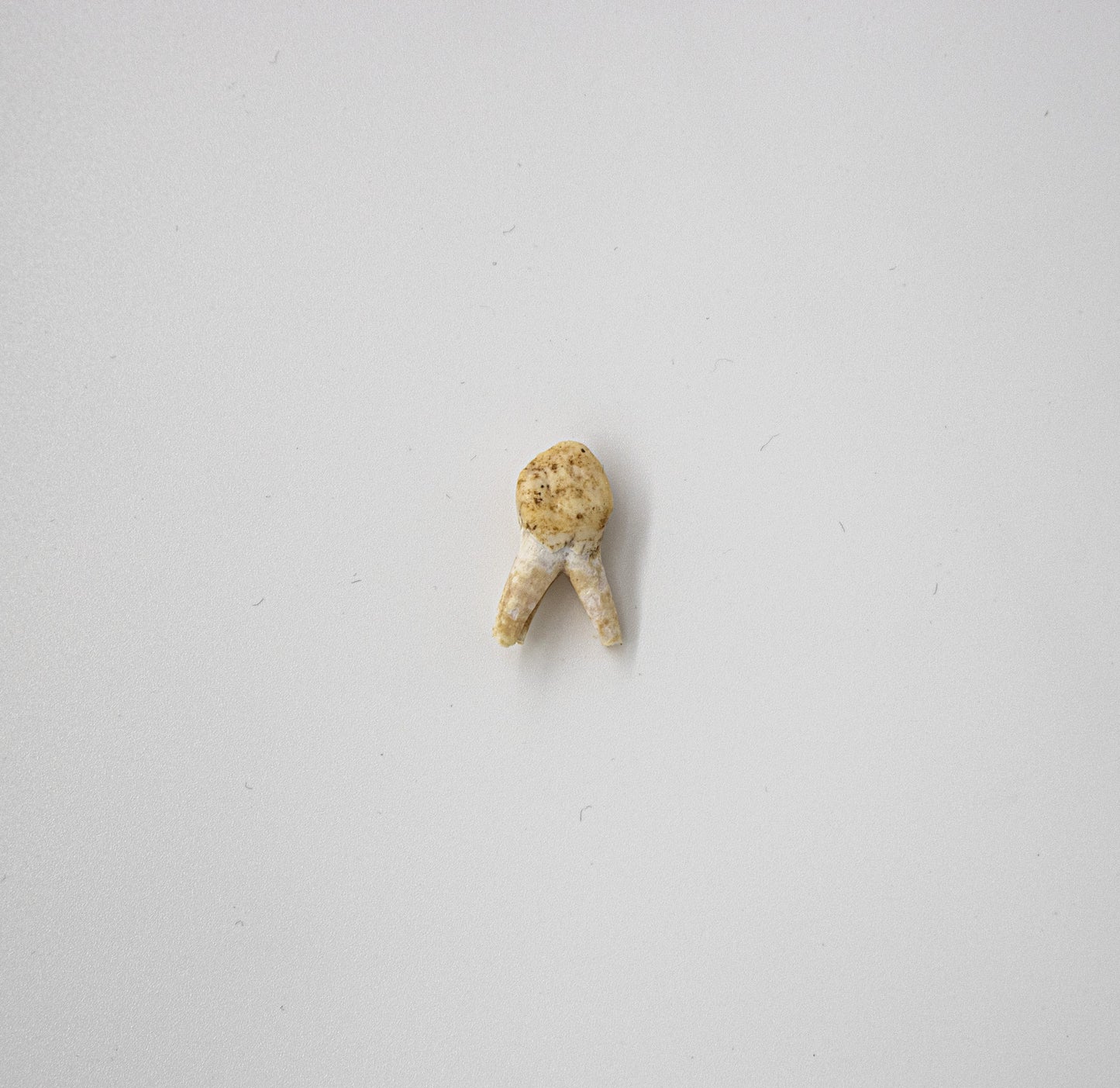 18th Century Pig Premolar Tooth 030