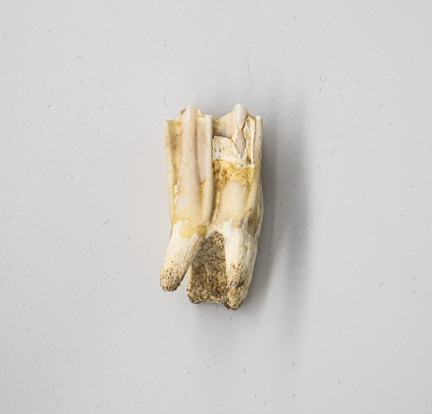 18th Century Cow Molar Tooth 019