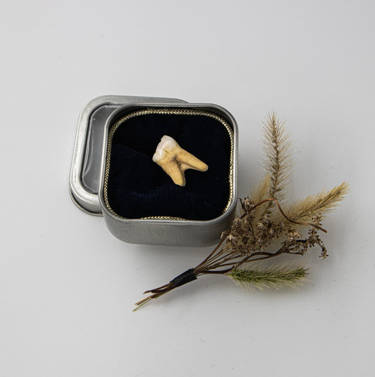 18th Century Pig Premolar Tooth 029