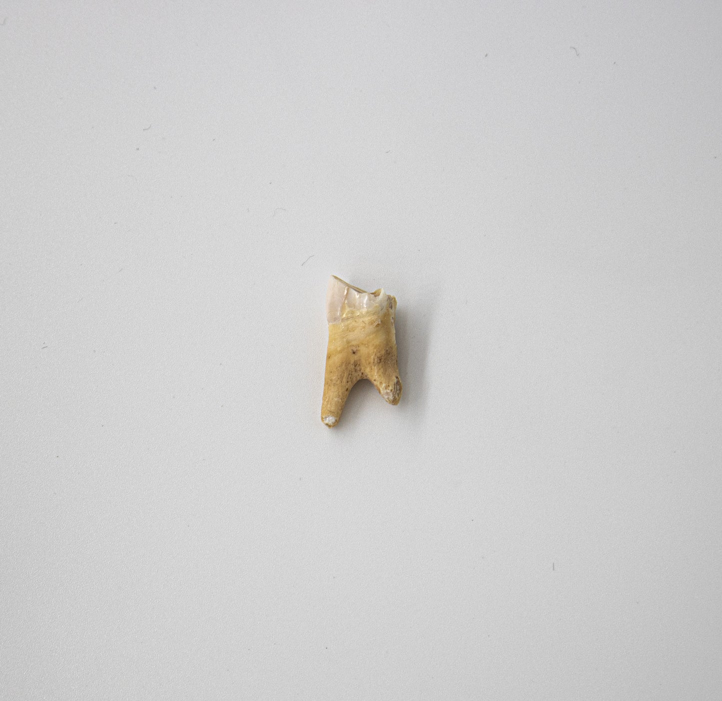 18th Century Pig Premolar Tooth 029