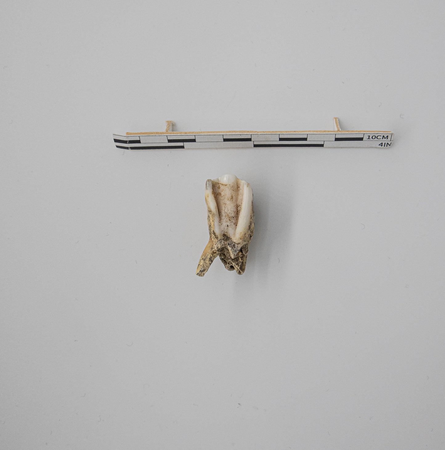 18th Century Cow Premolar Tooth 034