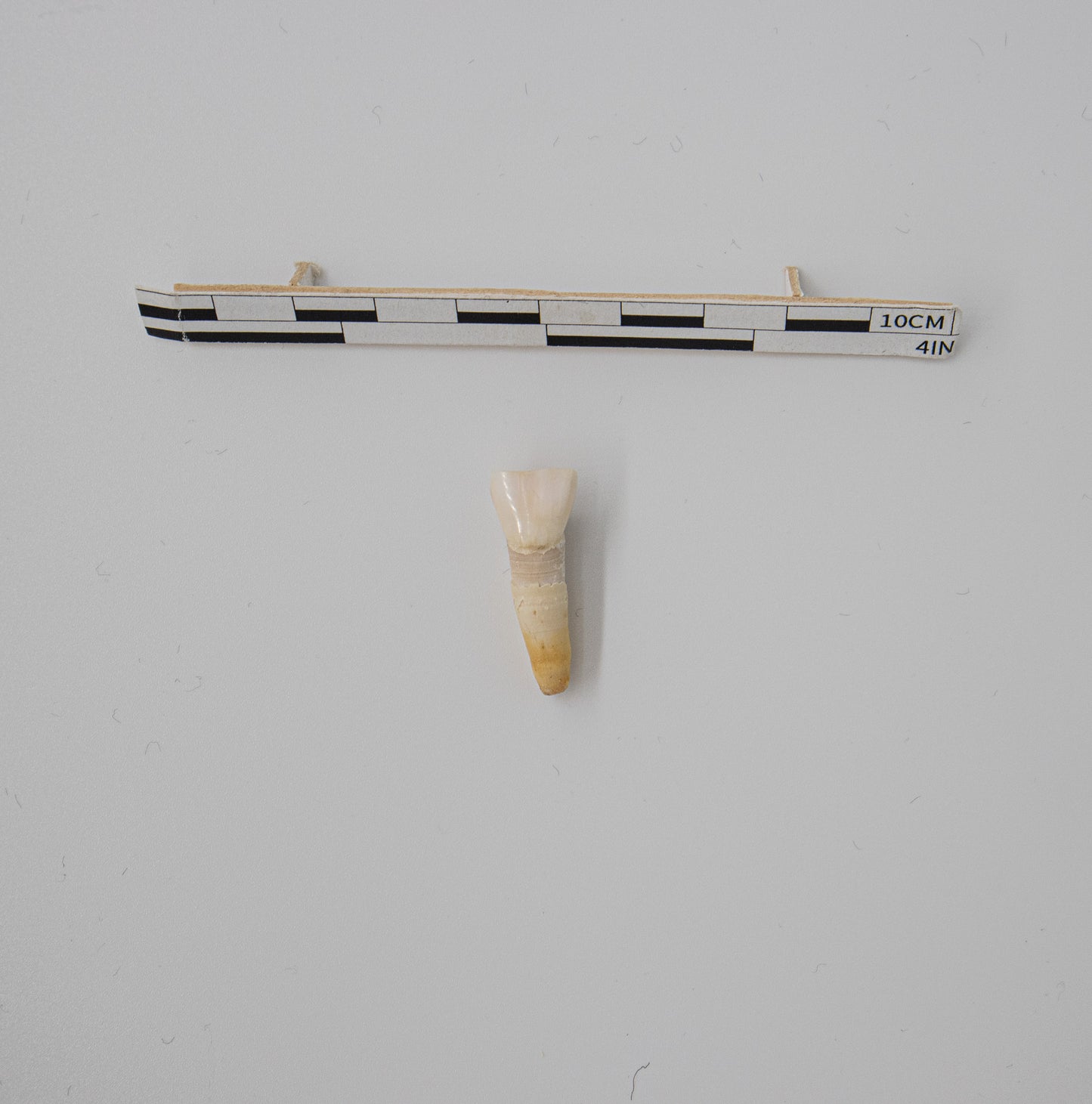 18th Century Cow Incisor Tooth 041