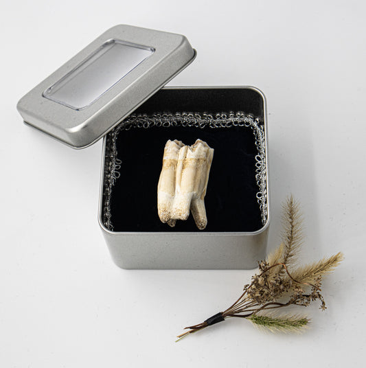 18th Century Cow Molar Tooth 019