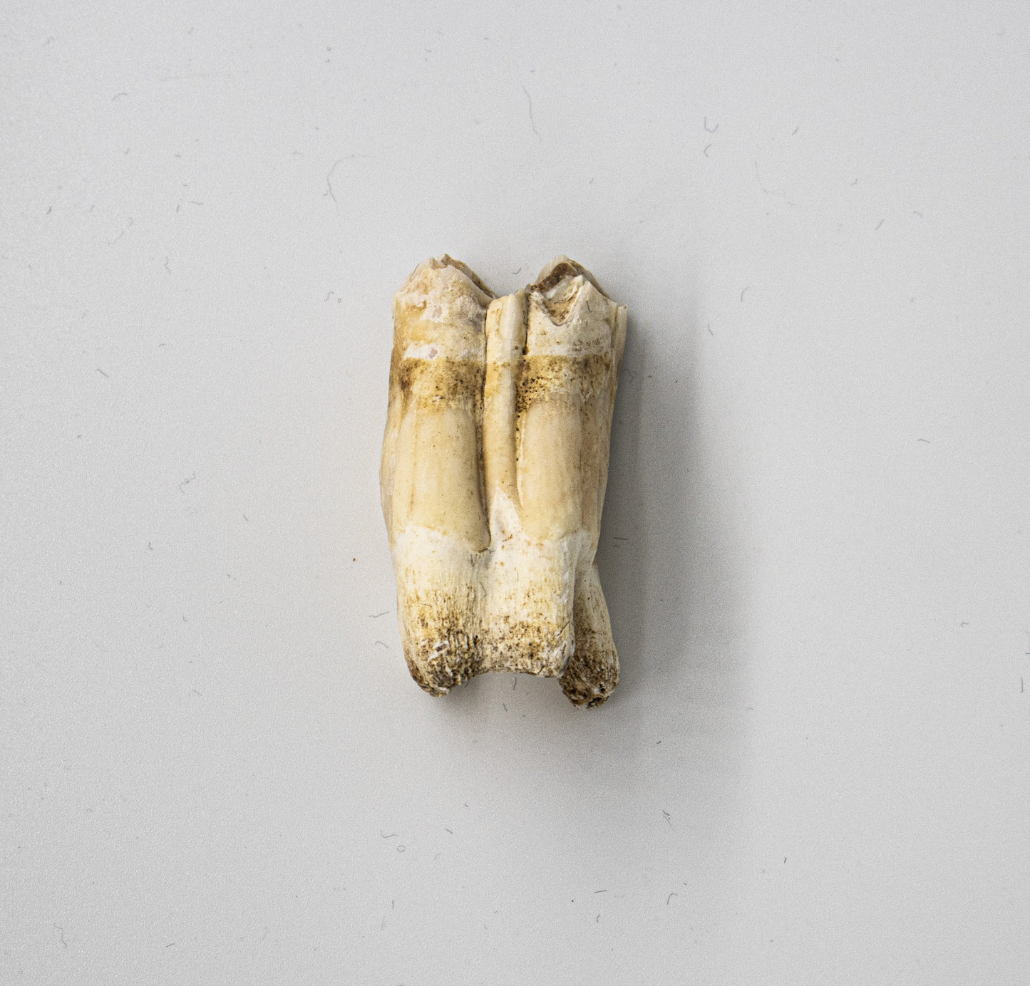 18th Century Cow Molar Tooth 019