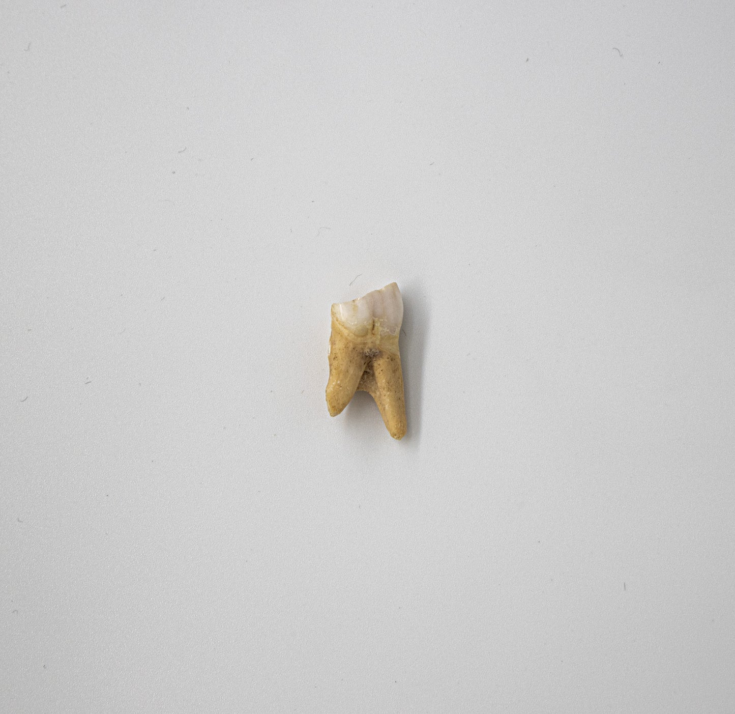 18th Century Pig Premolar Tooth 029