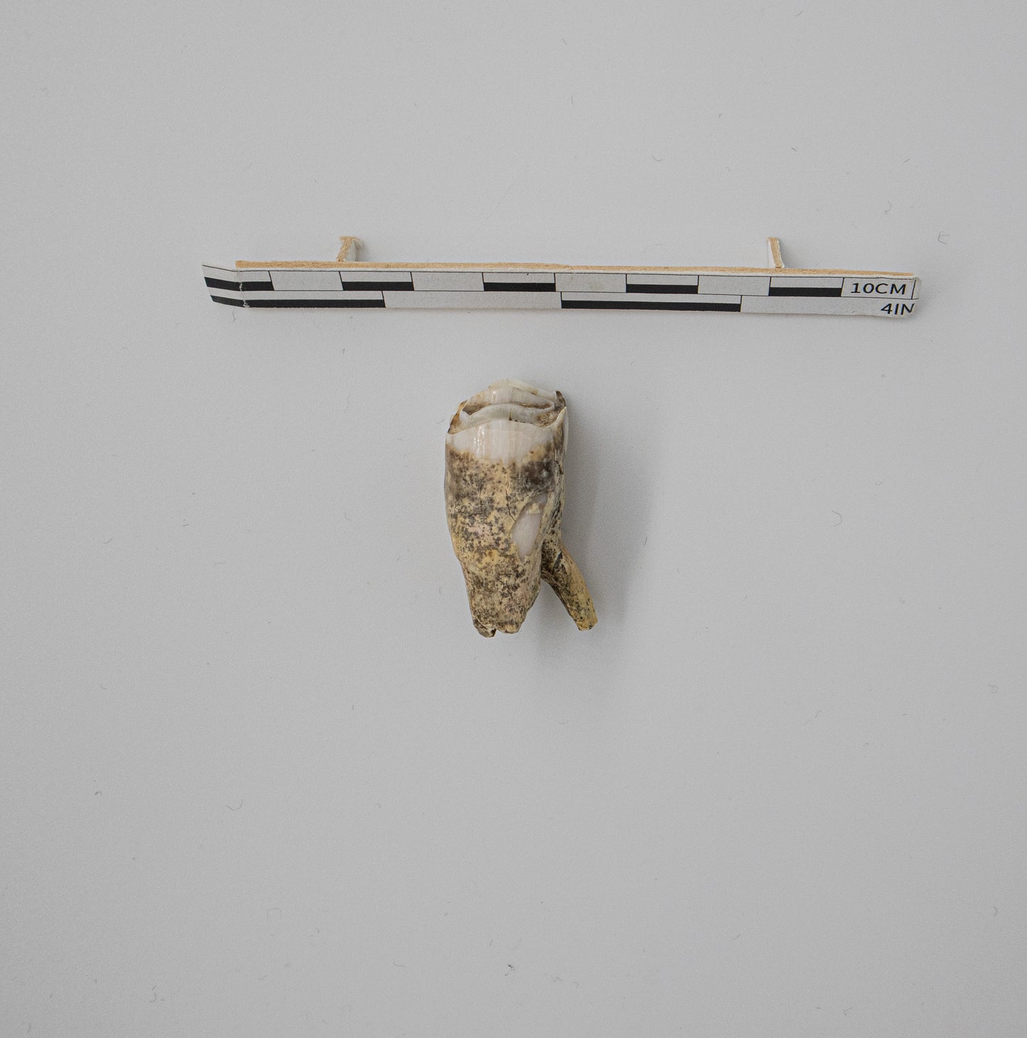 18th Century Cow Premolar Tooth 034