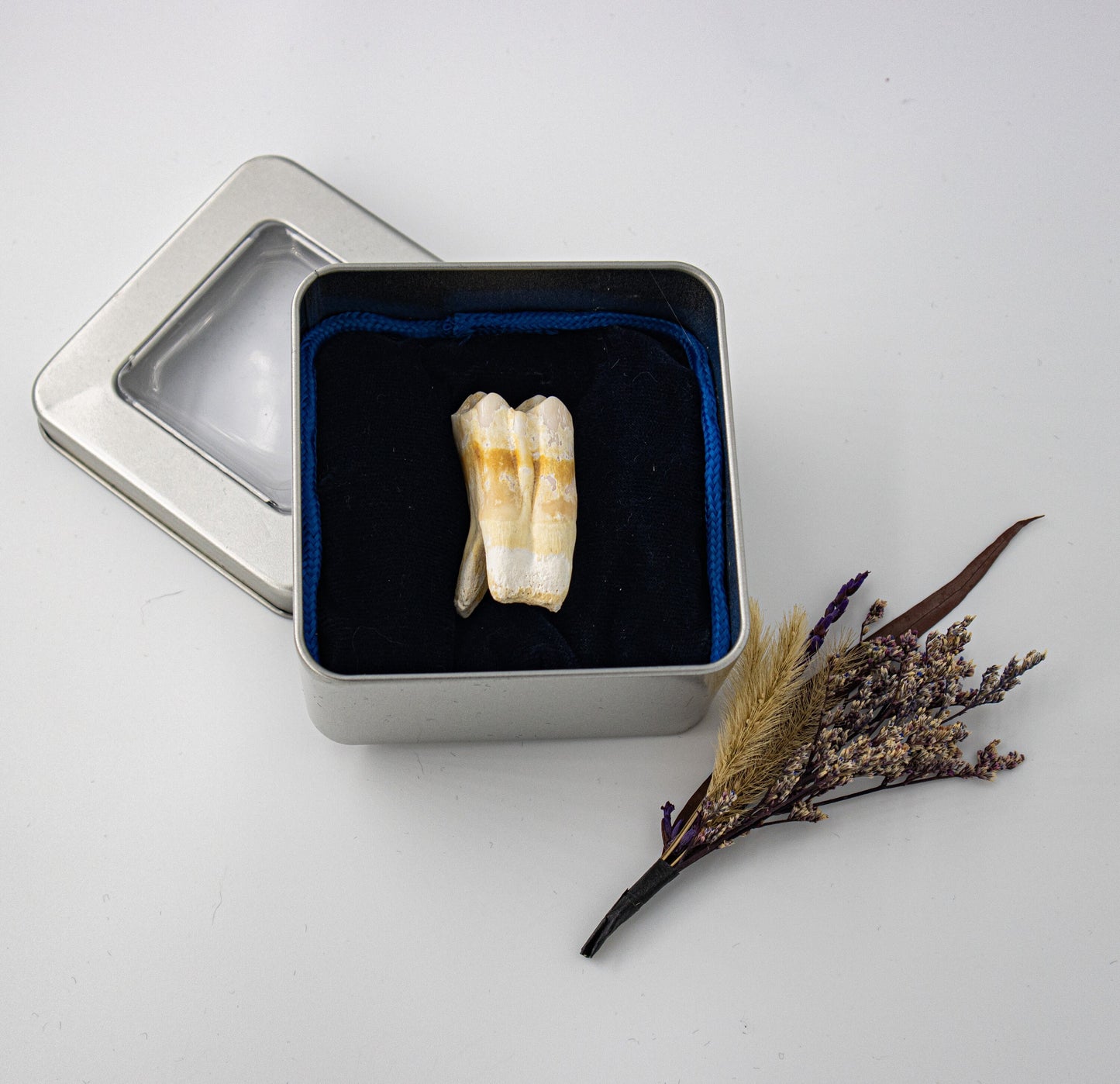 18th Century Cow Molar Tooth 038