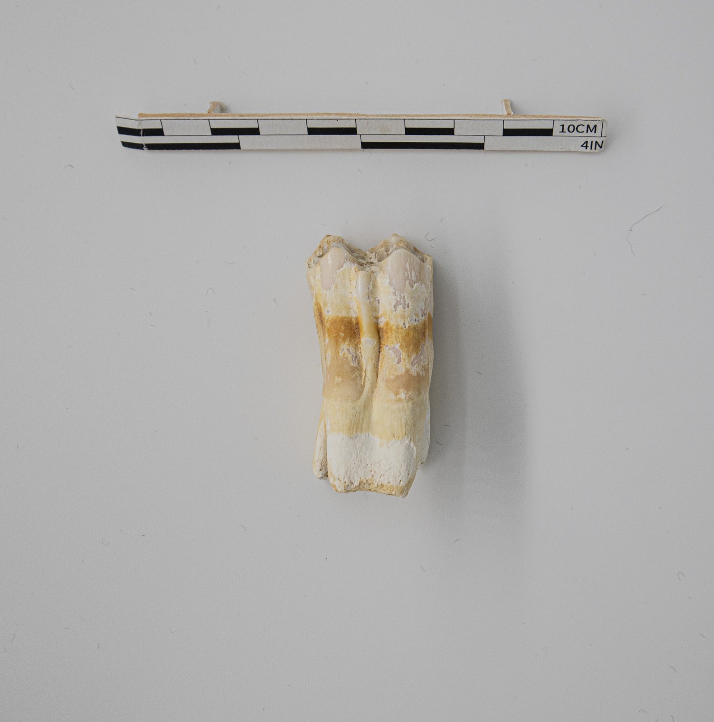 18th Century Cow Molar Tooth 038