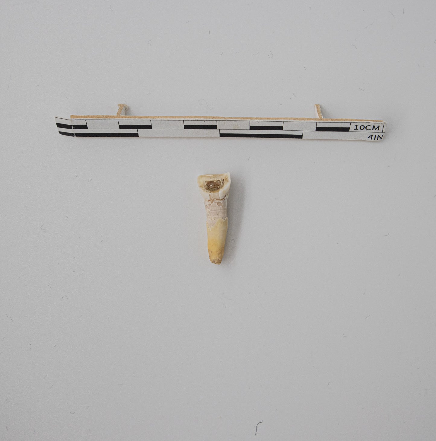 18th Century Cow Incisor Tooth 041