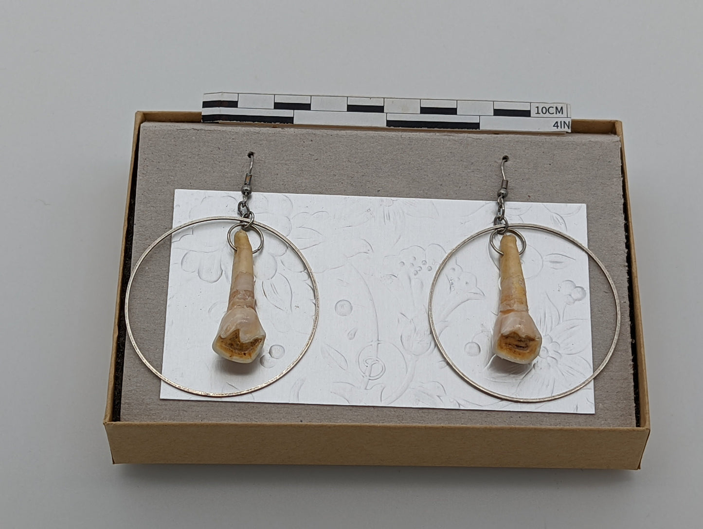 18th Century Cow Tooth Circle Earrings J16