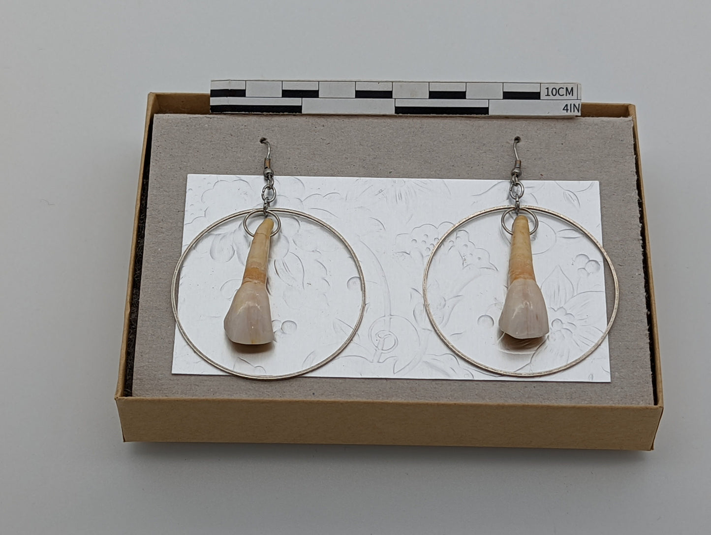 18th Century Cow Tooth Circle Earrings J16