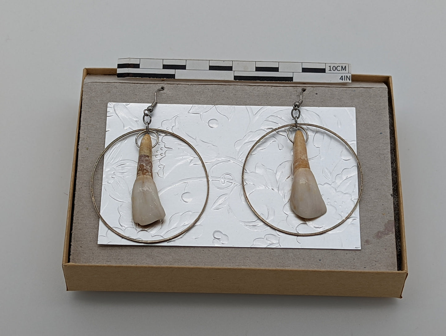 18th Century Cow Tooth Circle Earrings J19