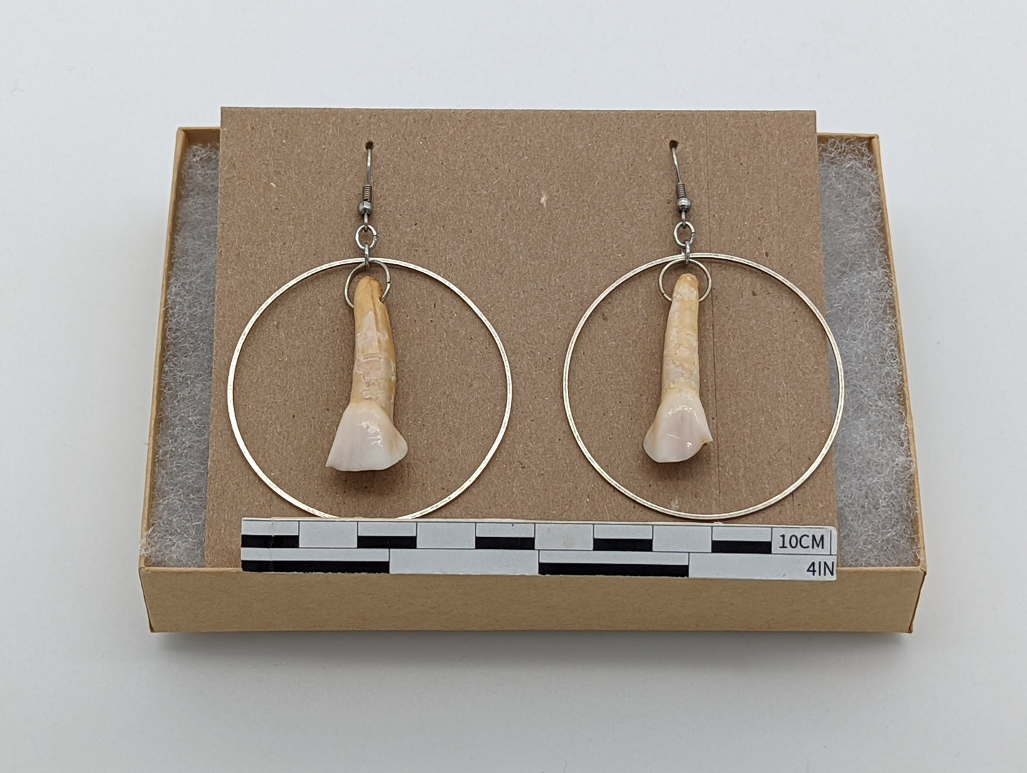 18th Century Cow Tooth Circle Earrings J20