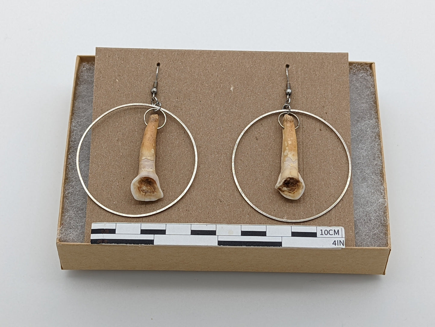 18th Century Cow Tooth Circle Earrings J20