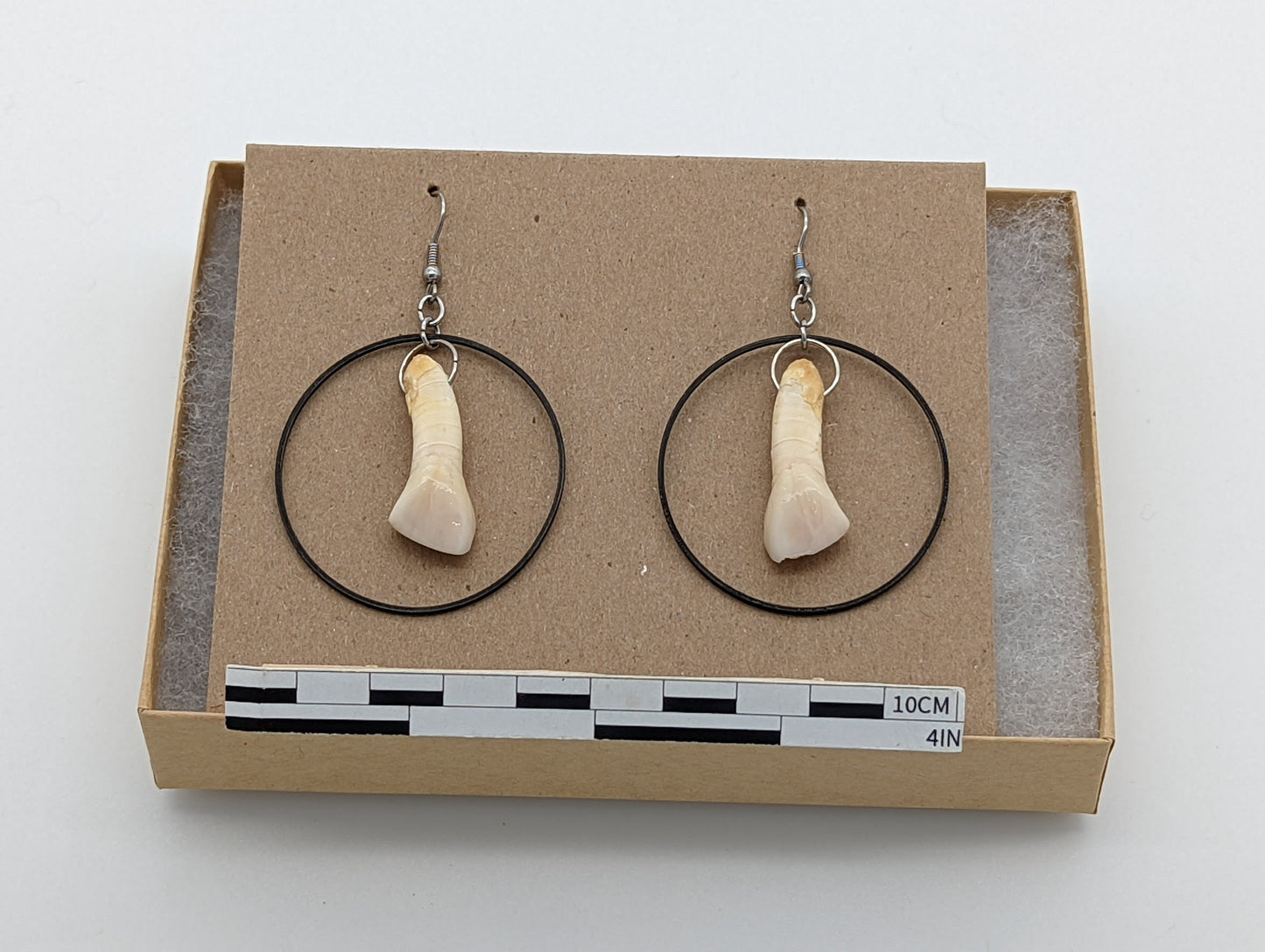 18th Century Cow Tooth Circle Earrings J32