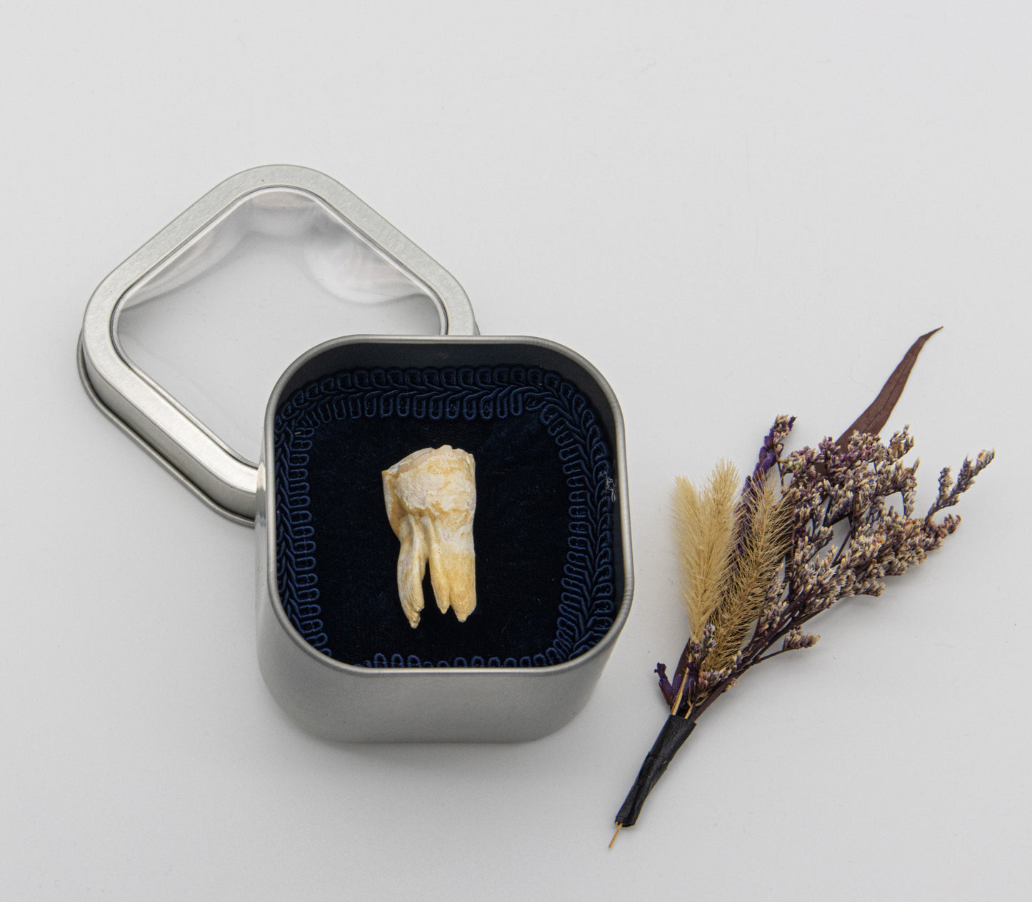 18th Century Cow Premolar Tooth 051