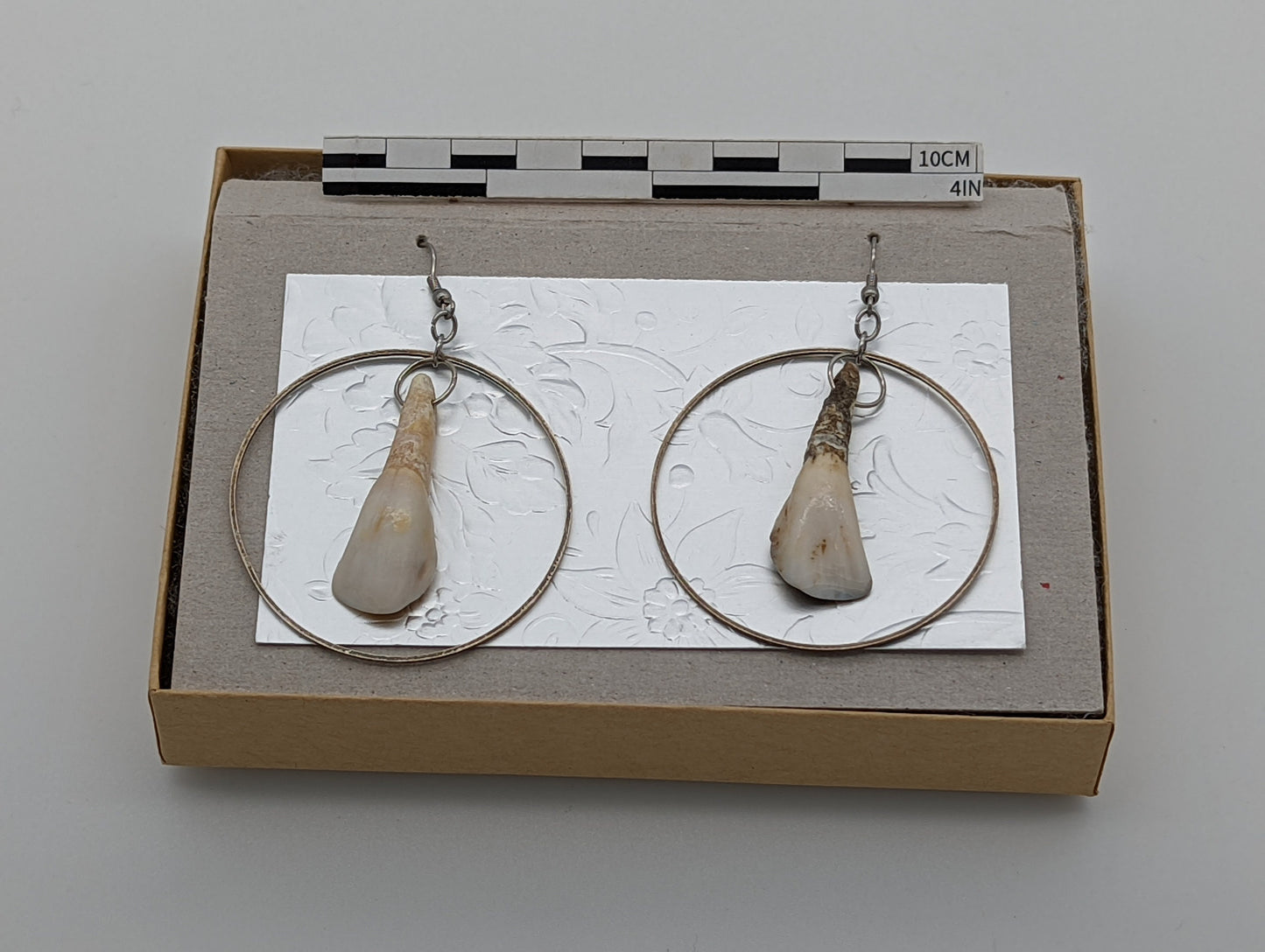 18th Century Cow Tooth Circle Earrings J18