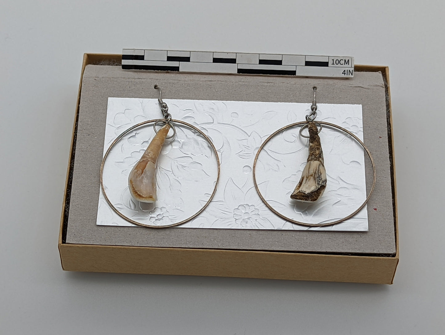 18th Century Cow Tooth Circle Earrings J18