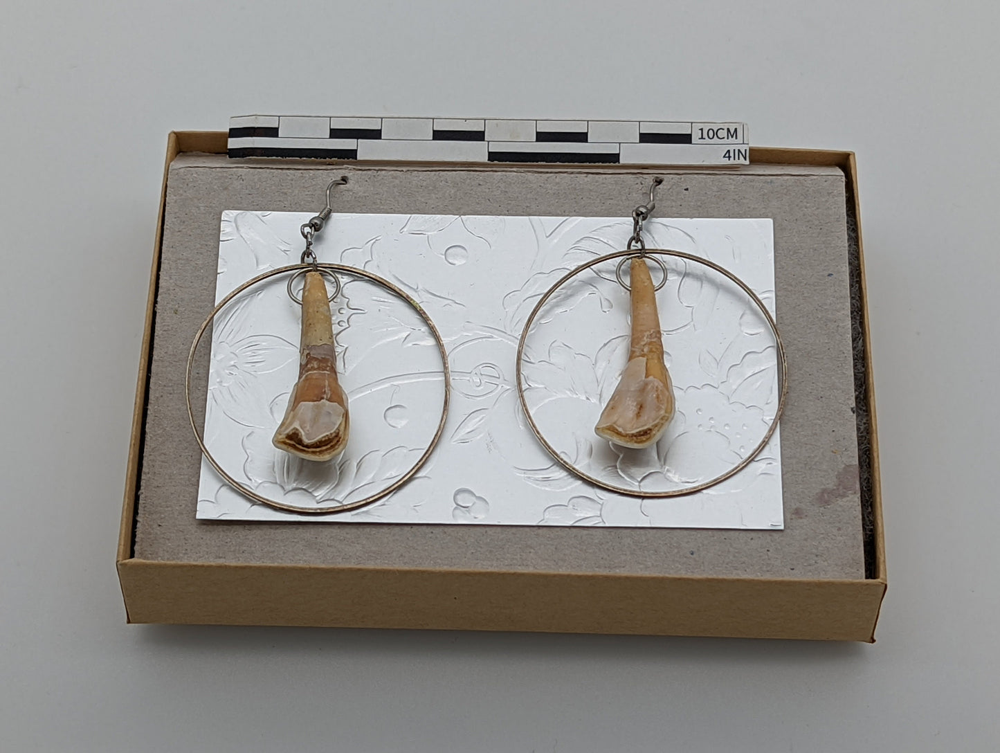 18th Century Cow Tooth Circle Earrings J19