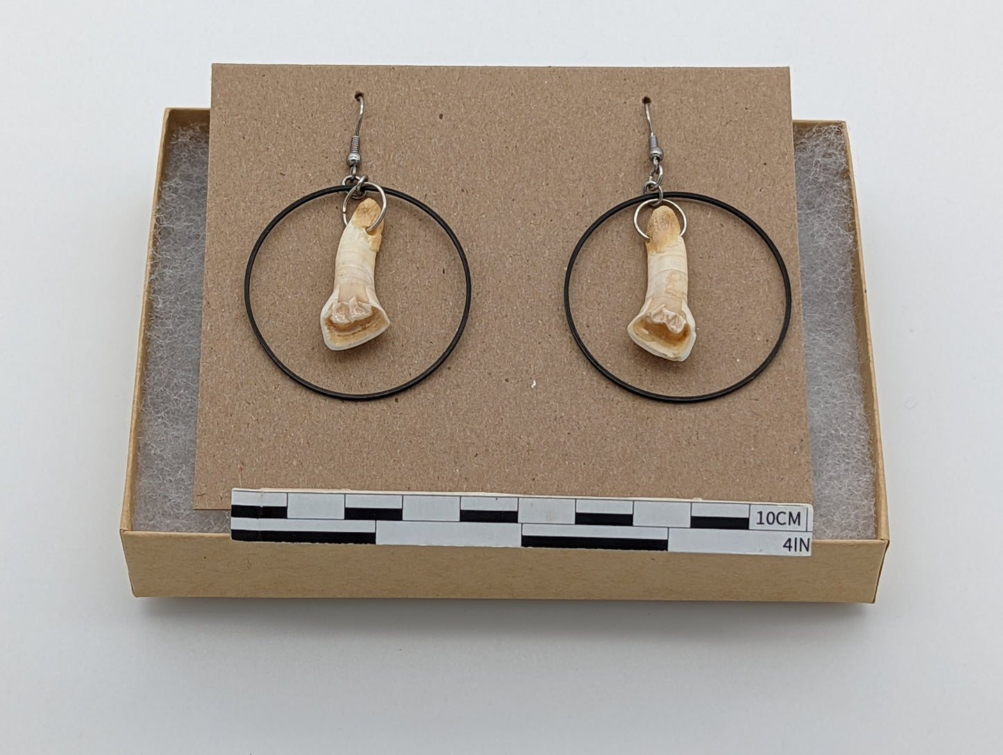 18th Century Cow Tooth Circle Earrings J32